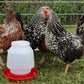 Little Giant 1-Gallon Plastic Nesting-Style Poultry Waterer Base, Purple 2-Pack