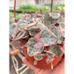 String of Hearts Variegated