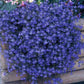 Baby's Breath, Sunflower, Cosmos, Daisy Four-season Seeds