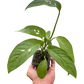 Monstera Adansonii Swiss Cheese | Easy Care Vining Plant | House Plant Shop