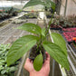 Monstera Adansonii 'Swiss Cheese'