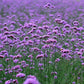 Baby's Breath, Sunflower, Cosmos, Daisy Four-season Seeds