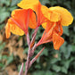 5 ORANGE CANNA LILY Indian Shot Arrowroot Canna Indica Flower Seeds