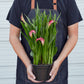 Calla Lily