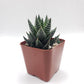 #60 Haworthia coarctata