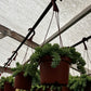 Sedum Donkey's Tail