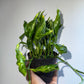 Spooky Mystery Bundle Box - 3 Spooky Plants