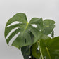 Monstera Deliciosa