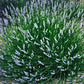 Premium French Provence Lavender Plant Fresh Dried Flowers Bundle