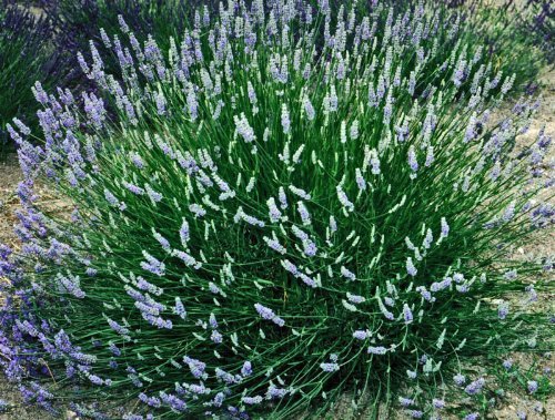 Premium French Provence Lavender Plant Fresh Dried Flowers Bundle
