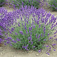Lavender Live Plant Royal Velvet 3.5" Pot Herb Garden Aromatherapy