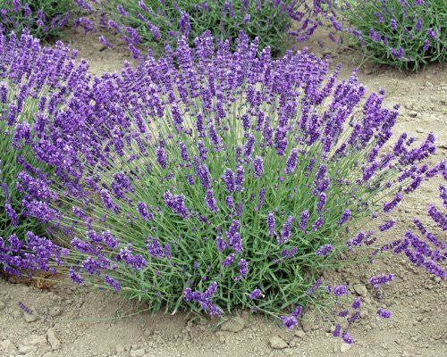 Lavender Live Plant Royal Velvet 3.5" Pot Herb Garden Aromatherapy