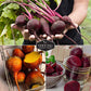 Beet Seed Collection – Cylindra, Ruby Queen, Detroit Dark Red & Golden Beets