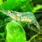 Ghost Shrimp (Pack of 25)