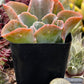 Echeveria Domingo