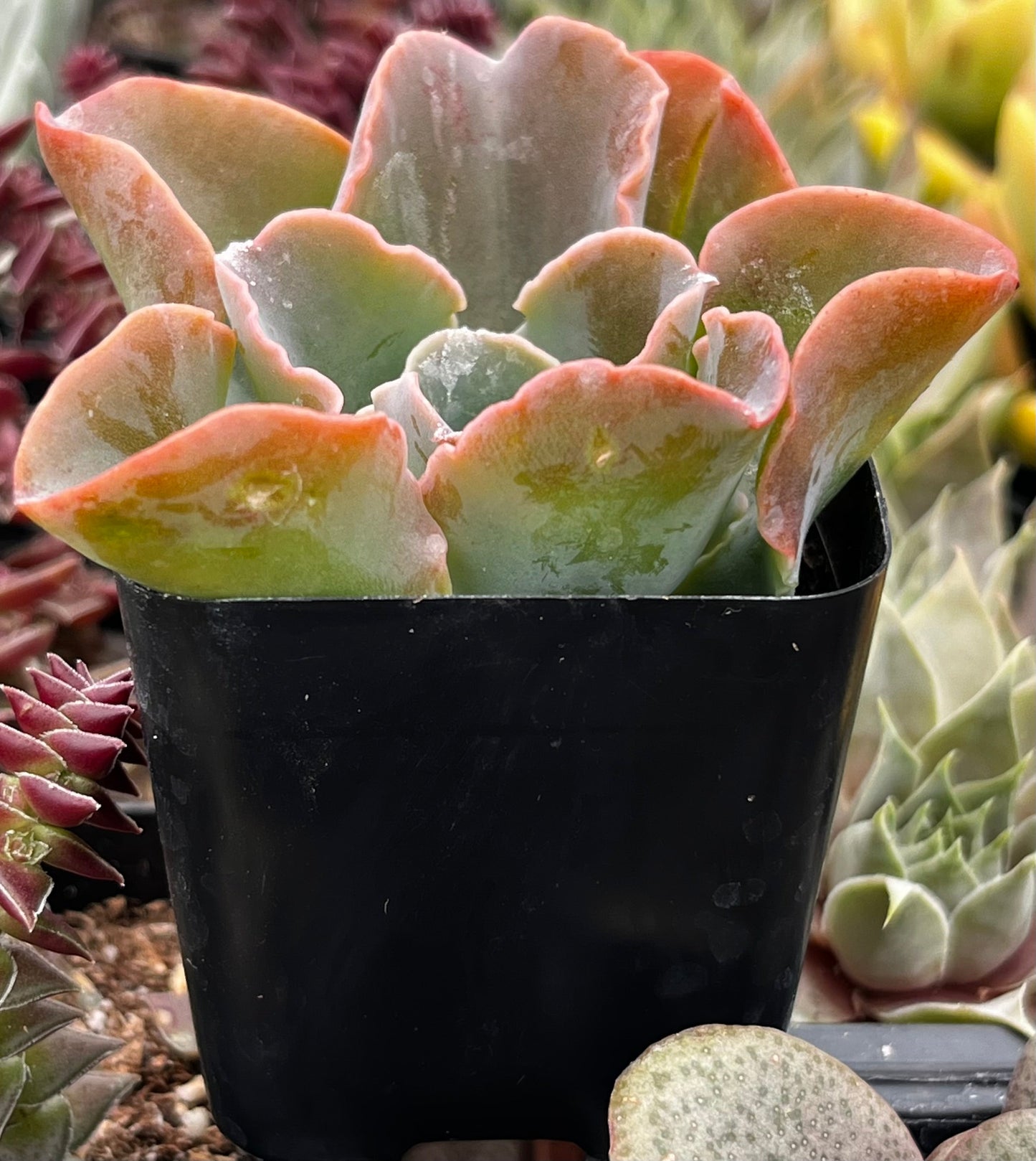 Echeveria Domingo
