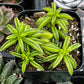 Peperomia Axillaris