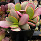 Crassula Platyphylla Pink Jade