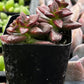 Echeveria Compressicaulis