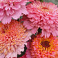 Cupcakes Pink Mix Zinnia Seeds - 100+ Flower Seeds - USA Grown -  - Double Blooms - Cut Flowers - Butterfly Garden