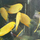 Red Spot Gold Severum (Heros cf. efasciatus)