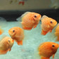 Red Spot Severum
