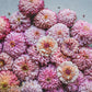 Cupcakes Pink Mix Zinnia Seeds - 100+ Flower Seeds - USA Grown -  - Double Blooms - Cut Flowers - Butterfly Garden