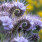 Lacy Phacelia