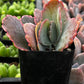 Variegated Flapjack
