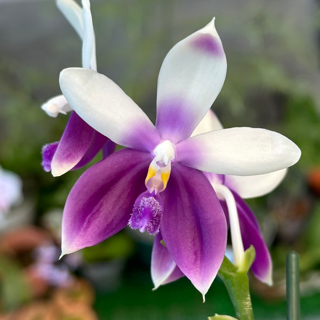Phalaenopsis Lioulin Blue Jenny ‘Blue Dolphin’
