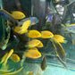 Red Spot Gold Severum (Heros cf. efasciatus)