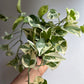 Pothos N'Joy