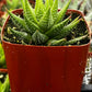 Haworthiopsis Fasciata