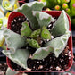 Crinkle Leaf Succulent