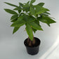 Money Tree