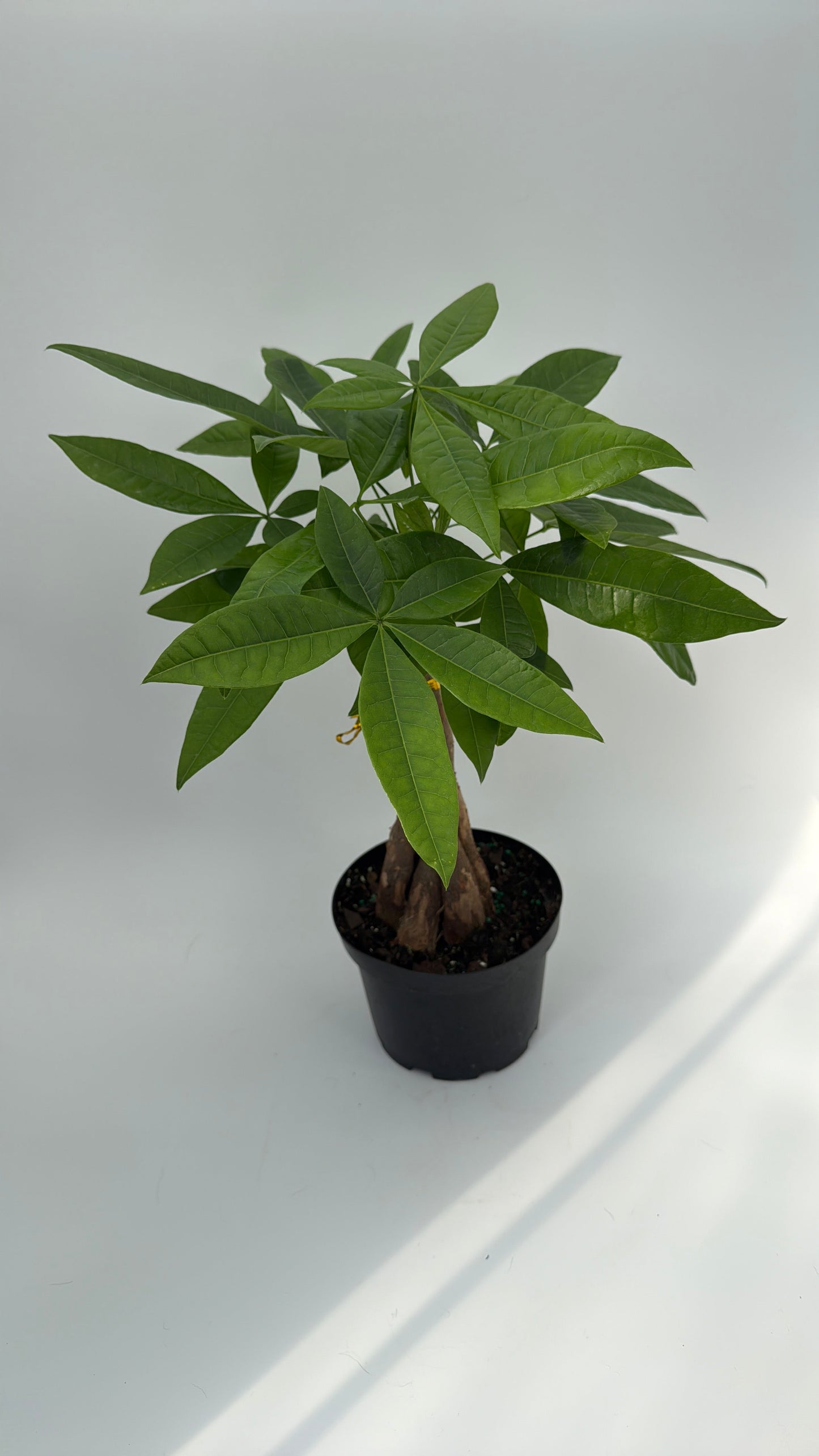 Money Tree