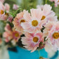 Apricot Lemonade Cosmos Seeds - 200+ Flower Seeds - USA Grown -  - Butterfly Attractor - Cut Flowers - Easy to Grow