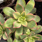 Aeonium Kiwi