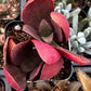 Crassula Pondo Cliff