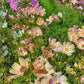 Apricot Lemonade Cosmos Seeds - 200+ Flower Seeds - USA Grown -  - Butterfly Attractor - Cut Flowers - Easy to Grow