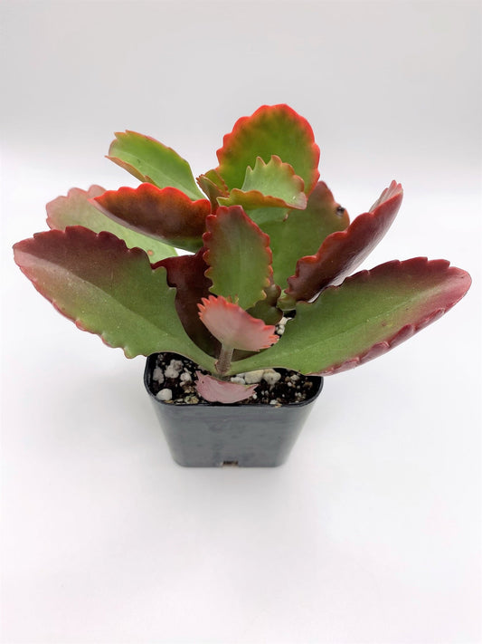 #69 Red Kalanchoe