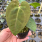 Anthurium Velvet Abyss (S)
