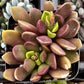 Purple Anacampseros