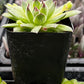 Sempervivum Spring Beauty