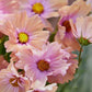 Apricot Lemonade Cosmos Seeds - 200+ Flower Seeds - USA Grown -  - Butterfly Attractor - Cut Flowers - Easy to Grow