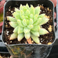 Echeveria Marcus