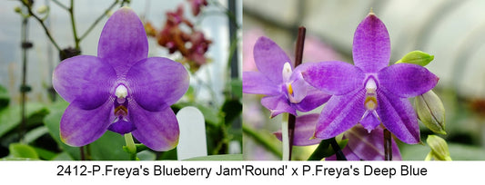 Phalaenopsis (Freya’s Blueberry Jam x Freya’s Deep Blue) I 2.5-inch pot