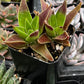 Crassula Red Pagoda