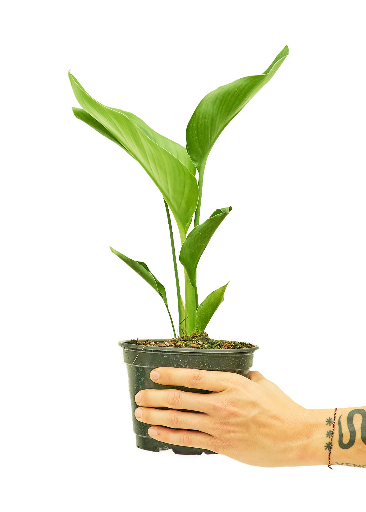 White Bird of Paradise, Medium - adds a great tropical aura to any indoor space.