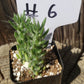 #6C Opuntia Eve's Needles 2"